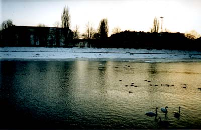 swan14a.jpg